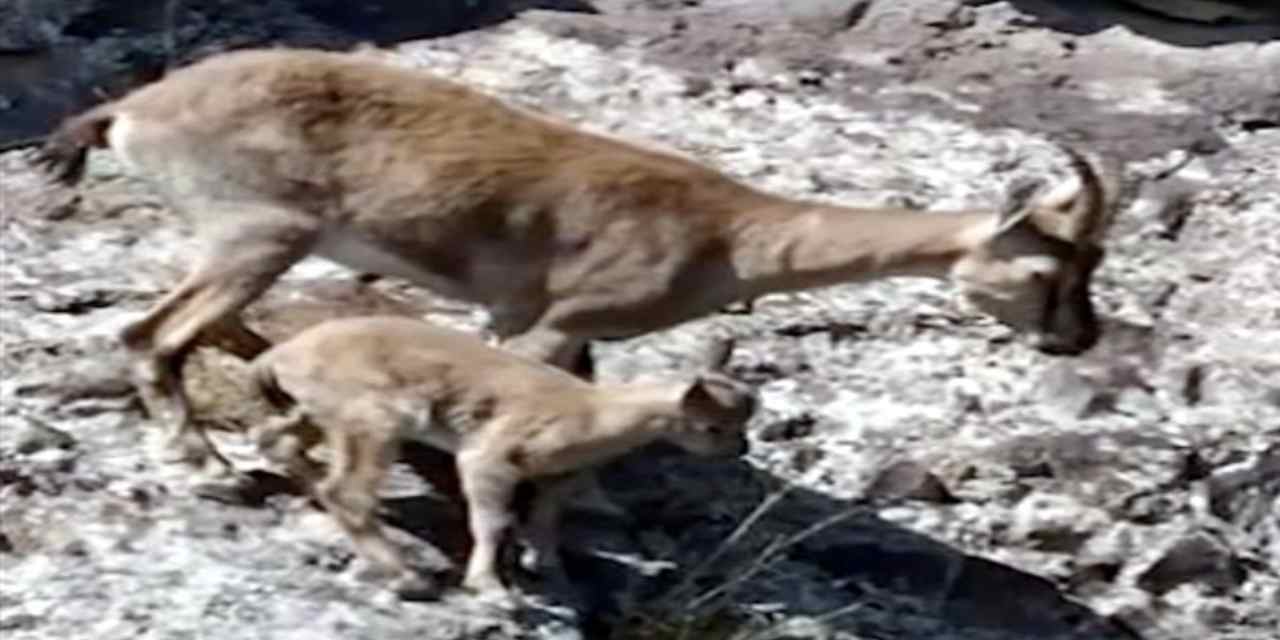 Dağ keçileri, yavrularını beslerken görüntülendi