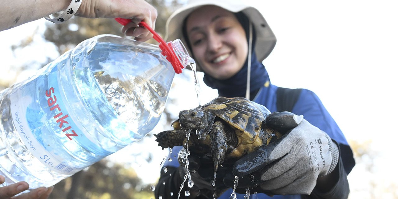 İzmir'de gönüllüler orman yangınlarından kurtulan hayvanlara umut oluyor