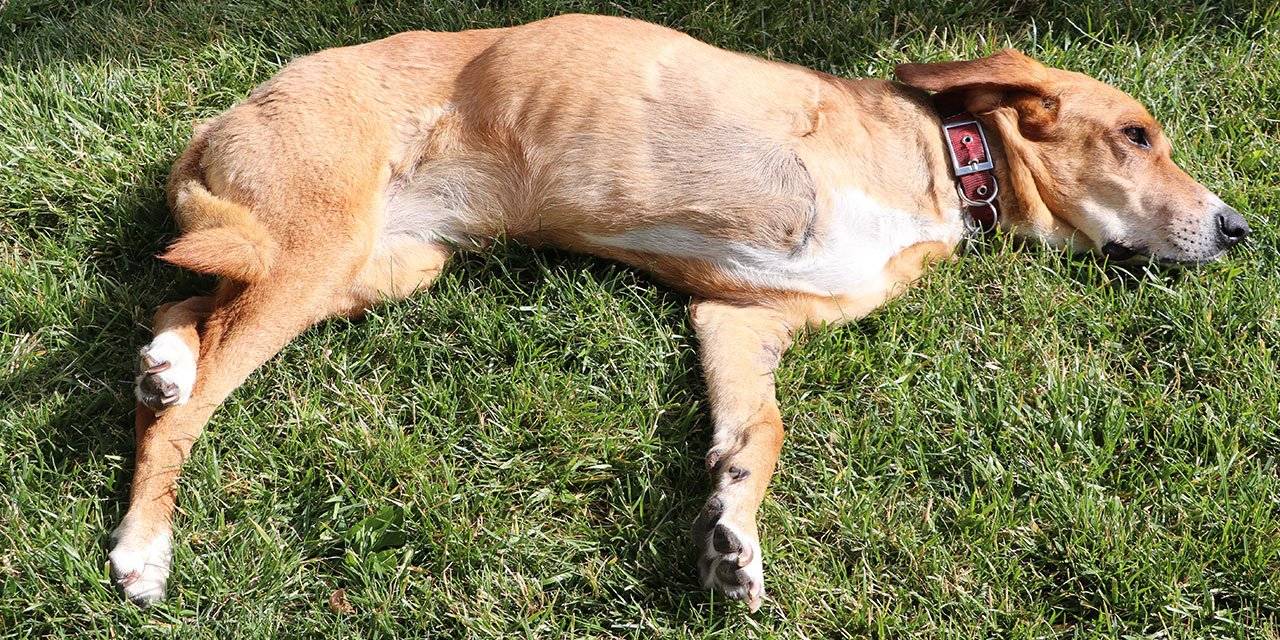 Kanserden bacağı kesilen Latte için kampüste seferberlik