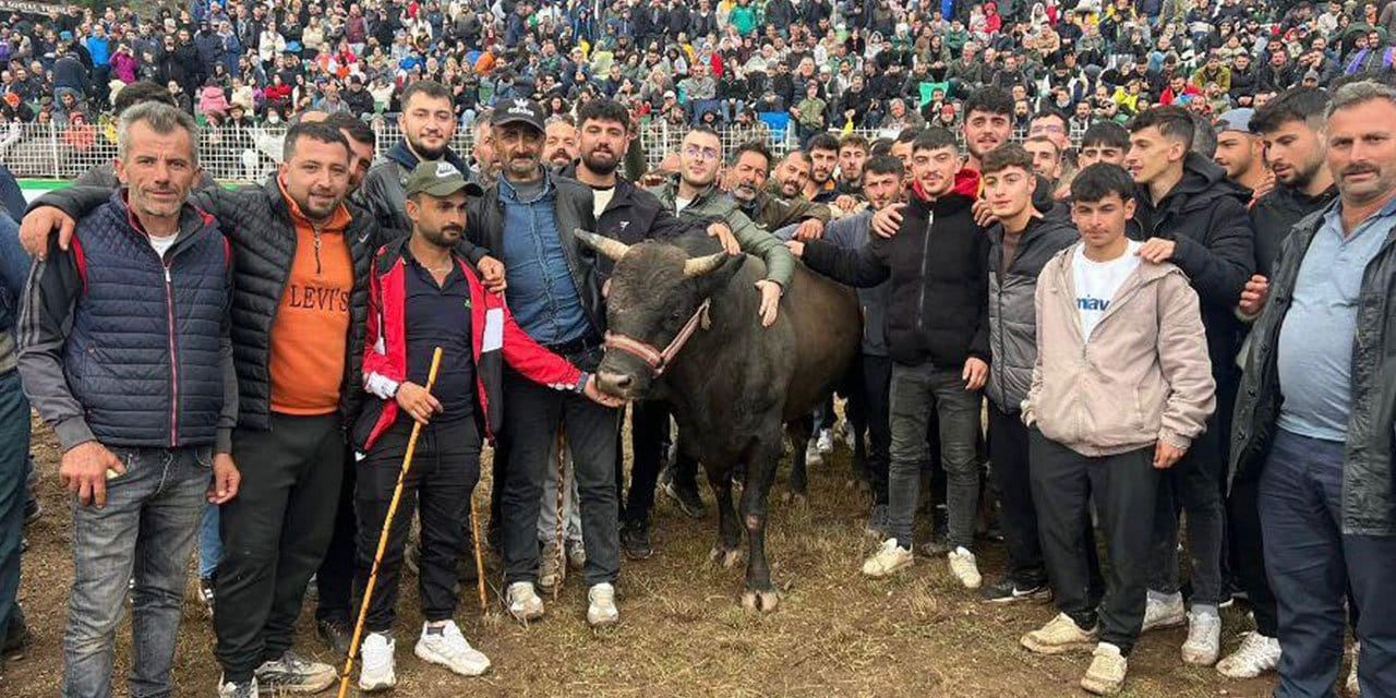 Artvin'de boğa güreşlerine yoğun ilgi