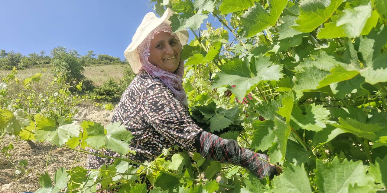 Hasat başladı: Beklenen gelir 2 milyar lira!
