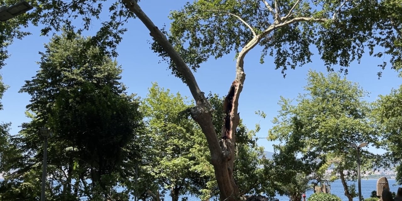 Çınar ağacının dalı kırılınca sonlarından kaçamadılar