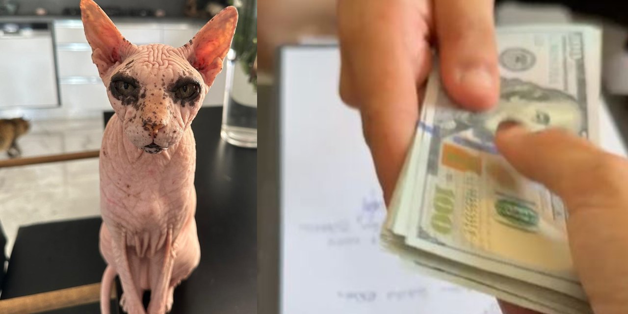 Kaybolan kediyi buldu! İki bin doları tirink aldı
