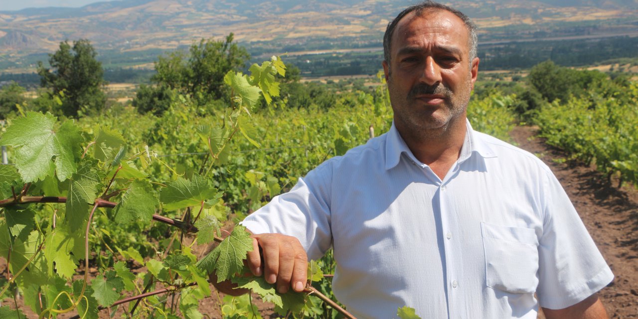 Tarladan tam 1 ton çalındı! Köylüler nöbette