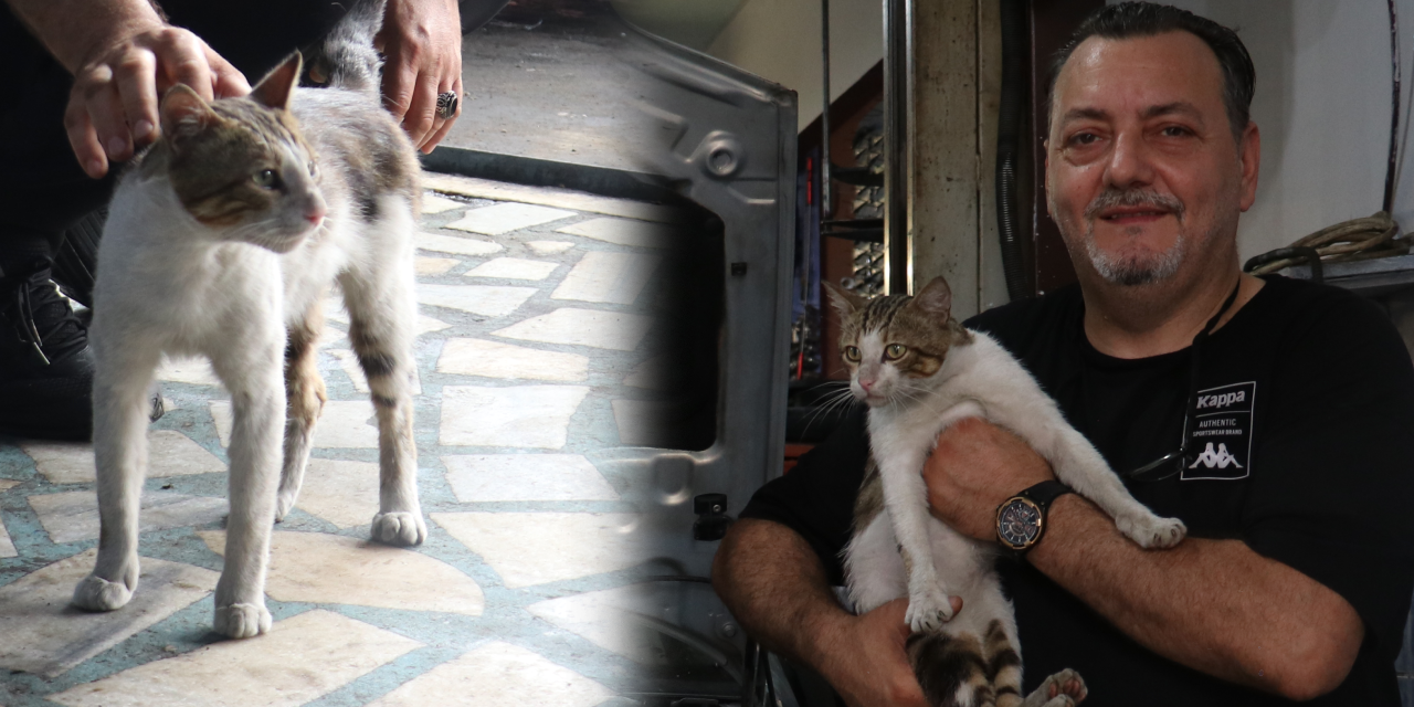 'Psikopat' kedi sanayiyi ele geçirdi! Ustaya iş yaptırmıyor