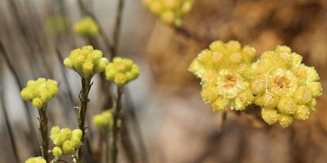Bu çiçek ölürse, bir daha asla açmayacak!
