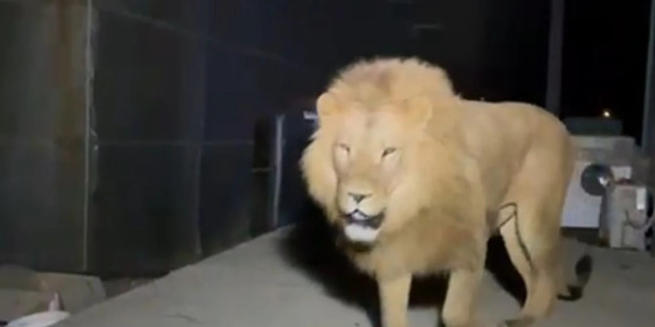 Aslan Zeus hayat arkadaşı öldükten sonra kaçmış