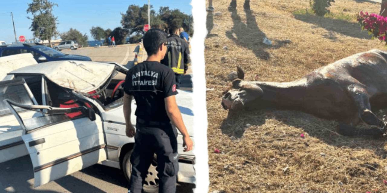 At plajda dehşet saçtı! Denize sokulmak istemeyince olanlar oldu