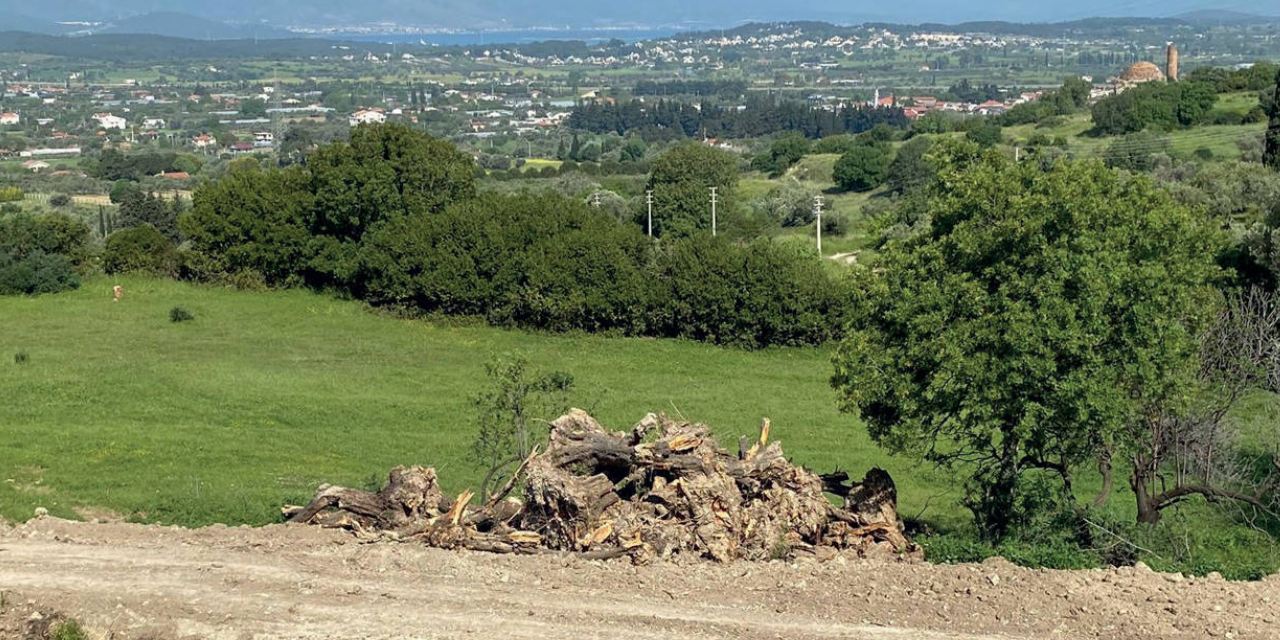 İddia: Zeytin ağaçlarının kesilmesine karşı çıkan memur sürgün edildi