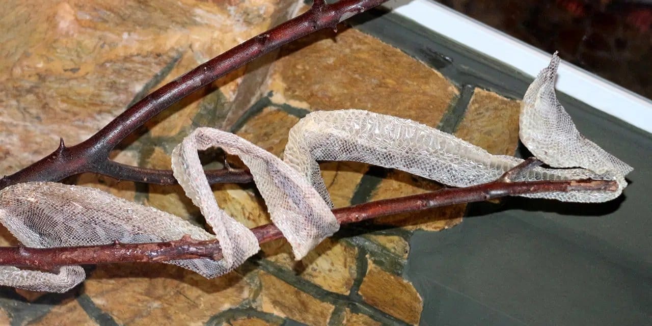 Haberi alan yılanların yanına koştu! Doğal yaşam parkında ilginç talep