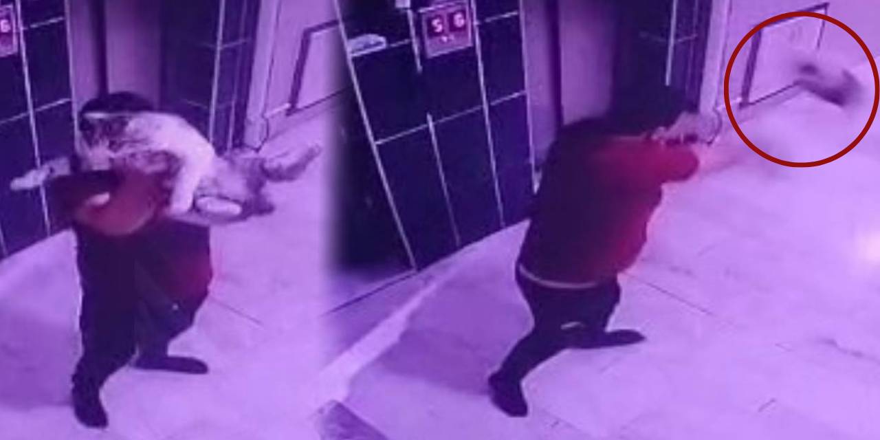 Hamile kediye saldırmıştı! Saldırgan gözaltına alındı