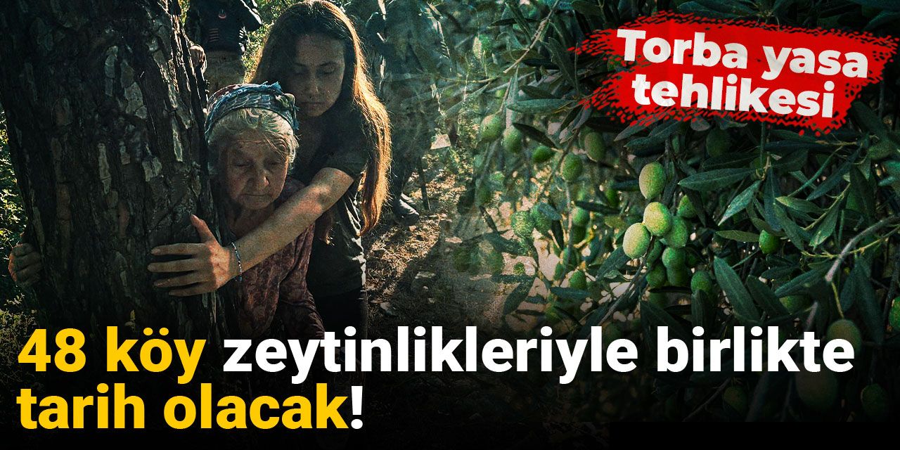 48 köy zeytinlikleriyle birlikte tarih olacak! Torba yasa tehlikesi