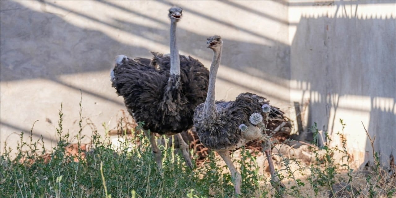 Yalnızlıktan strese girip kendini yollara vuran deve kuşuna eş bulundu