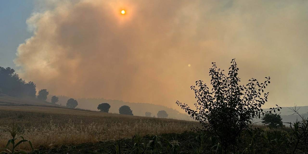 Uşak'ta tarlada başlayan yangın ormana sıçradı