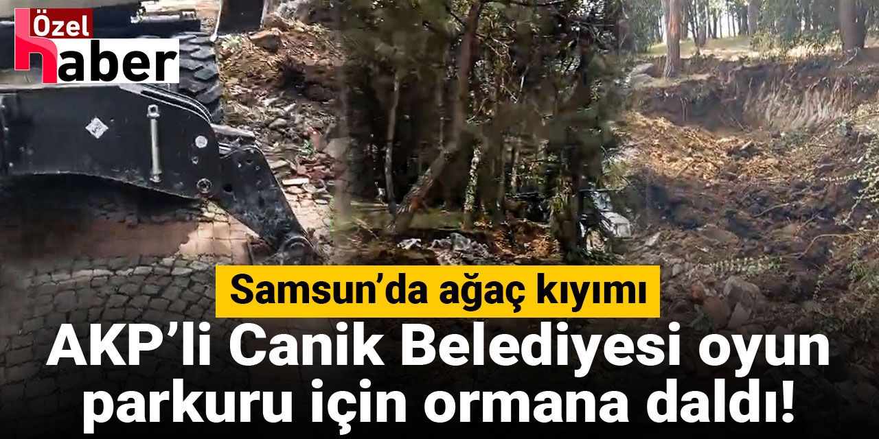 Samsun’da ağaç kıyımı: AKP’li Canik Belediyesi oyun parkuru için ormana daldı!