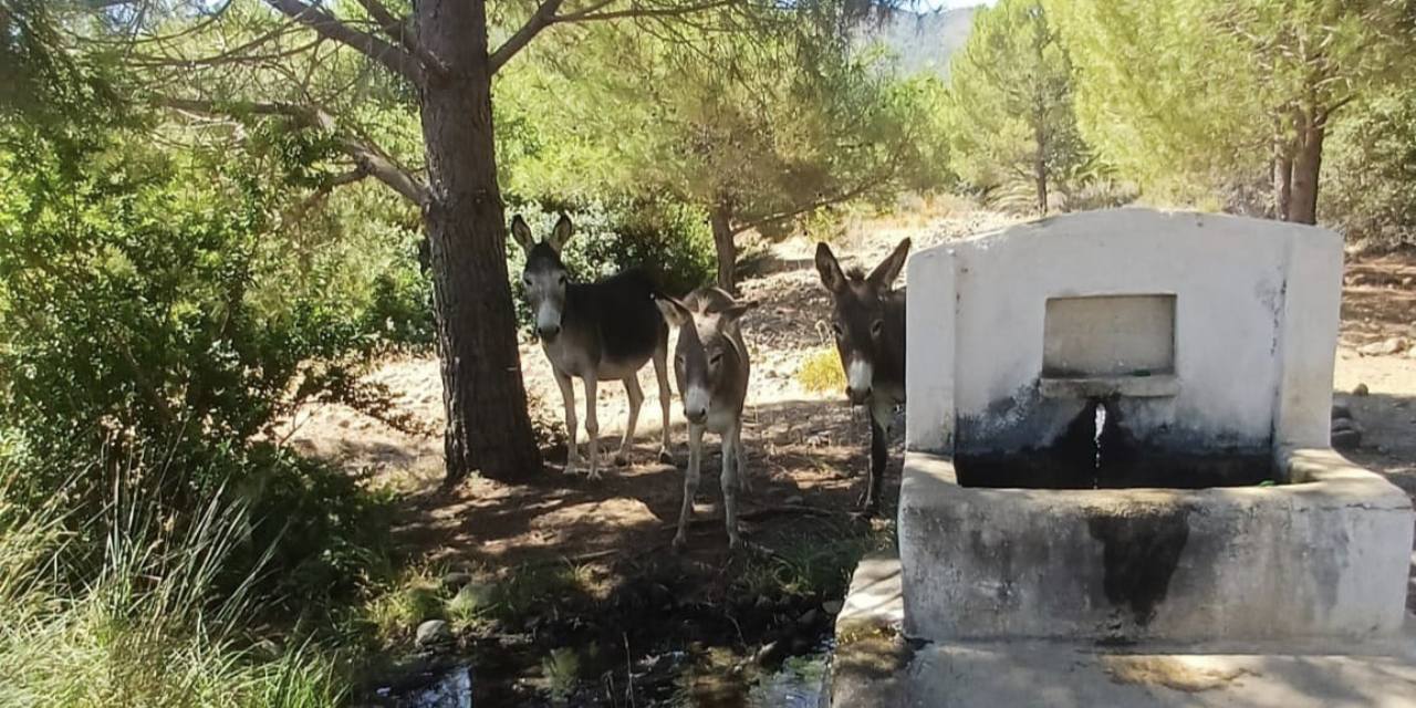Datça’nın yaban eşekleri artık özgür