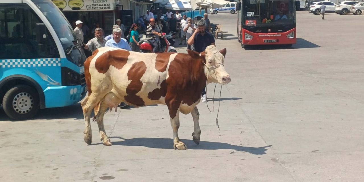 Kesilmeye direnen inek soluğu otogarda aldı