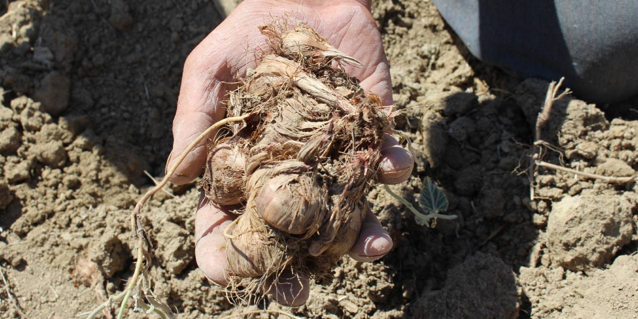 Muhittin Böcek hibe etti: Kilosunu 700 bin liradan satıyorlar