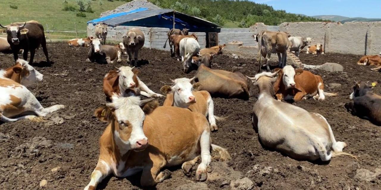 CİMER'e şikayet yağdı: Küçük ve büyükbaş hayvan beslemek yasaklandı