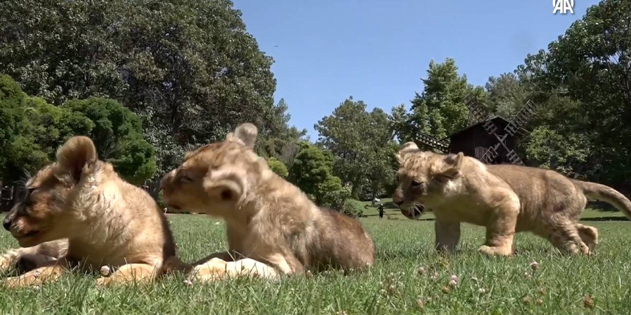 Erdoğan'ın aslanlarının son durumu açıklandı! İsim bekliyorlar