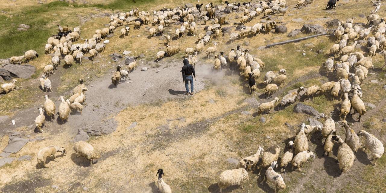 Van’ın zirvesinde doğal üretim: Otlu peynirin yolculuğu