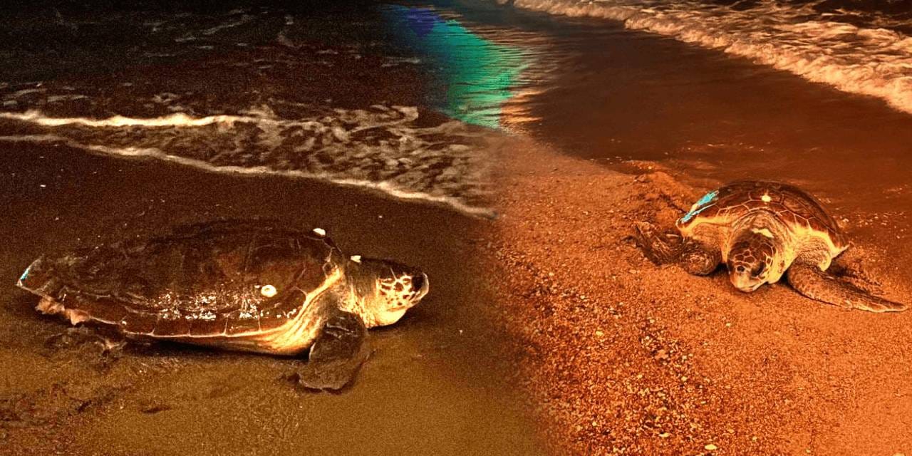 İnsan merakı yine engel oldu: Caretta Caretta yumurtlayamadan geri döndü