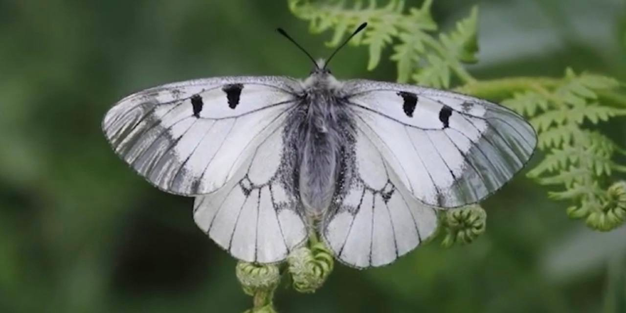 Nesli tehlike altındaki ‘Dumanlı Apollo’ Uludağ’da görüntülendi