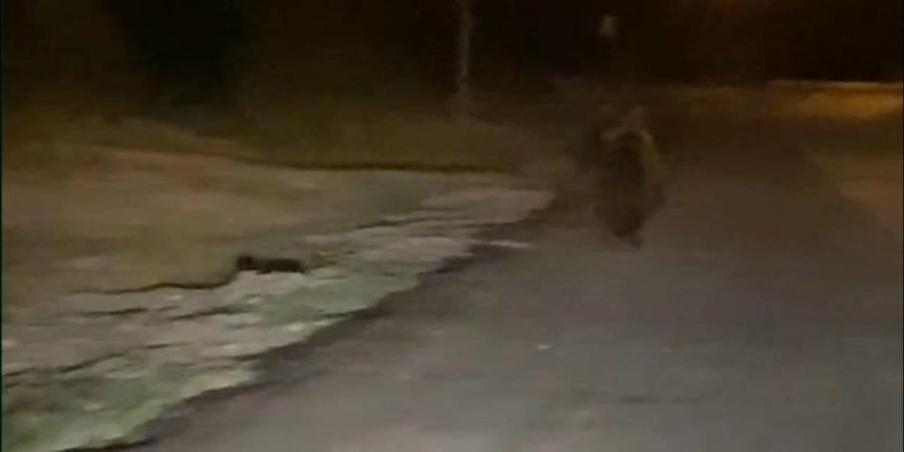 Ayı aracın önünde iki kilometre koştu