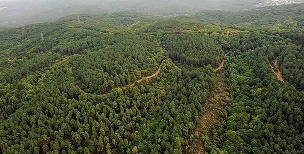 Ormanlık alanlara girişler 30 Ekim'e kadar yasaklandı