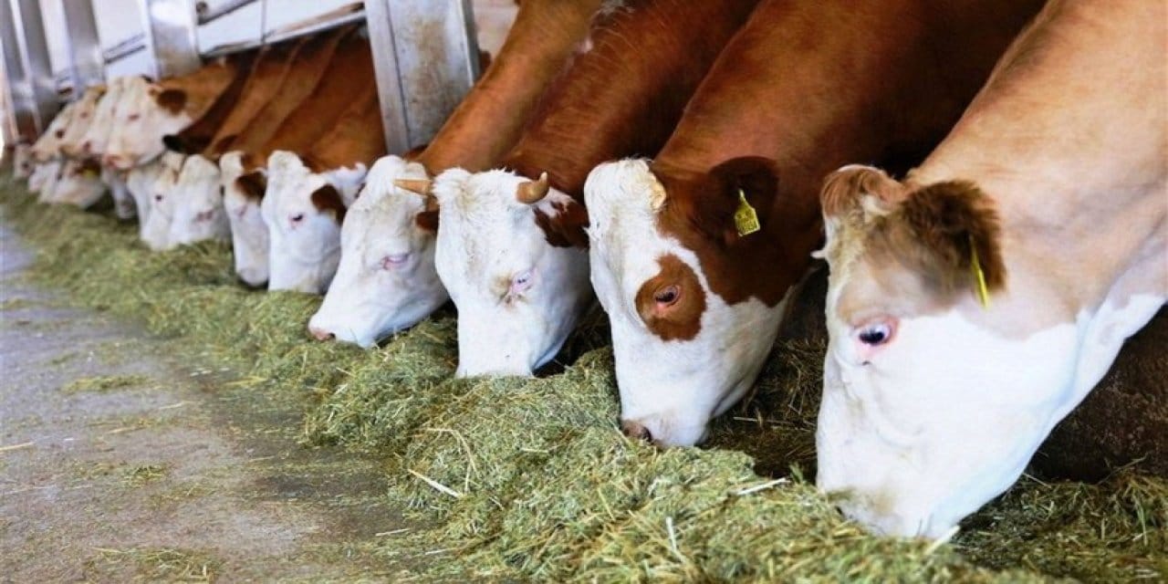 Besicilere ücretsiz veterinerlik hizmeti