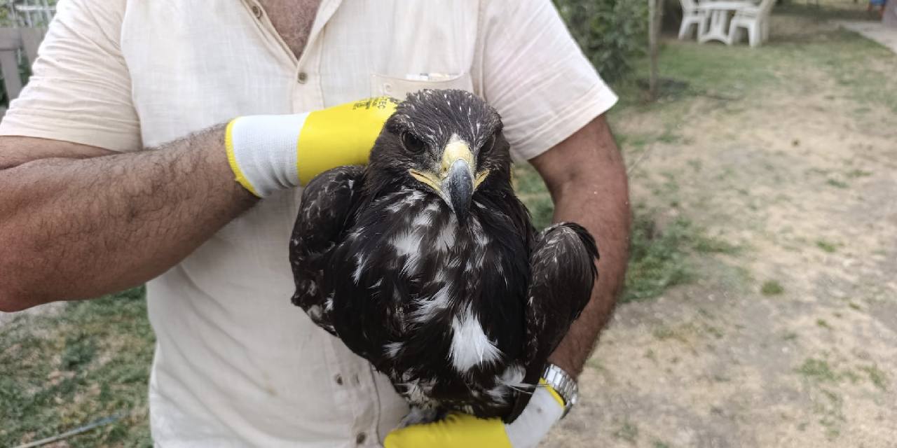 Tunceli'de nesli tehdit altındaki kaya kartalı kurtarıldı