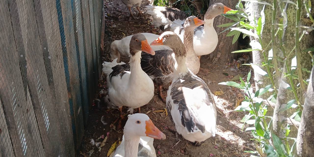 Kazları da hapse tıktılar: 8'i can verdi!