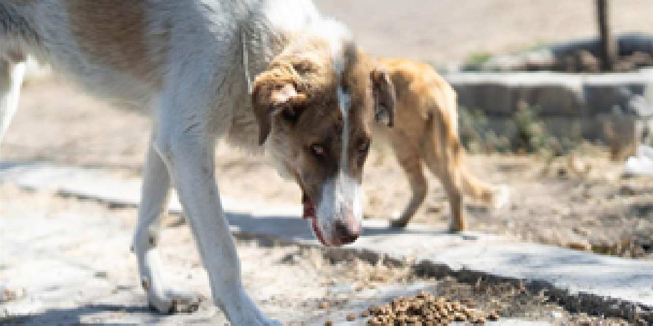 Alevlerden kurtarıldı sevgiyle sarıldı