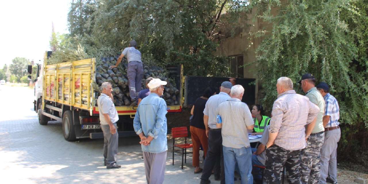 19 ilçeye 40 bin zeytin fidanı desteği