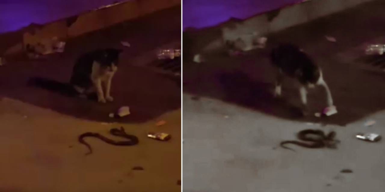 Kediyle yılanın amansız savaşı kamerada!