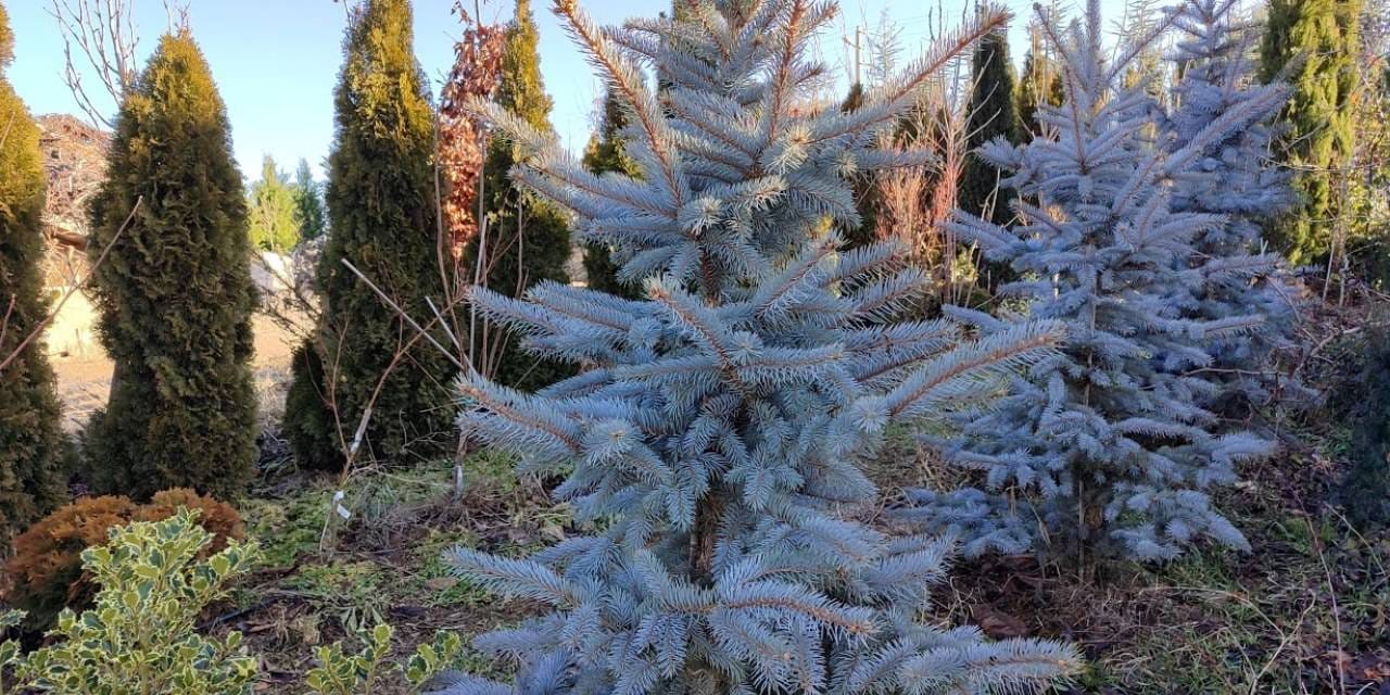 Ekonomik krizdeki halka mavi ladin şoku! AKP'li belediye 'acil' deyip 2,6 milyon lira verdi