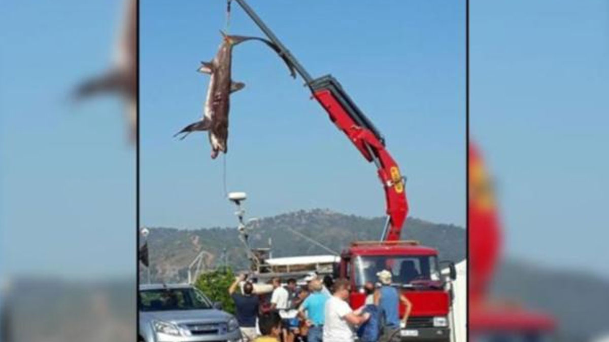 Fethiye'de üç metre boyunda iki köpek balığı yakalandı