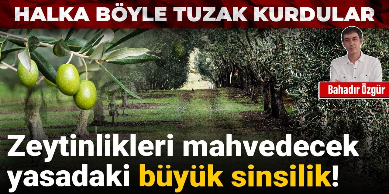 Zeytinlikleri mahvedecek yasadaki büyük sinsilik! Halka böyle tuzak kurdular