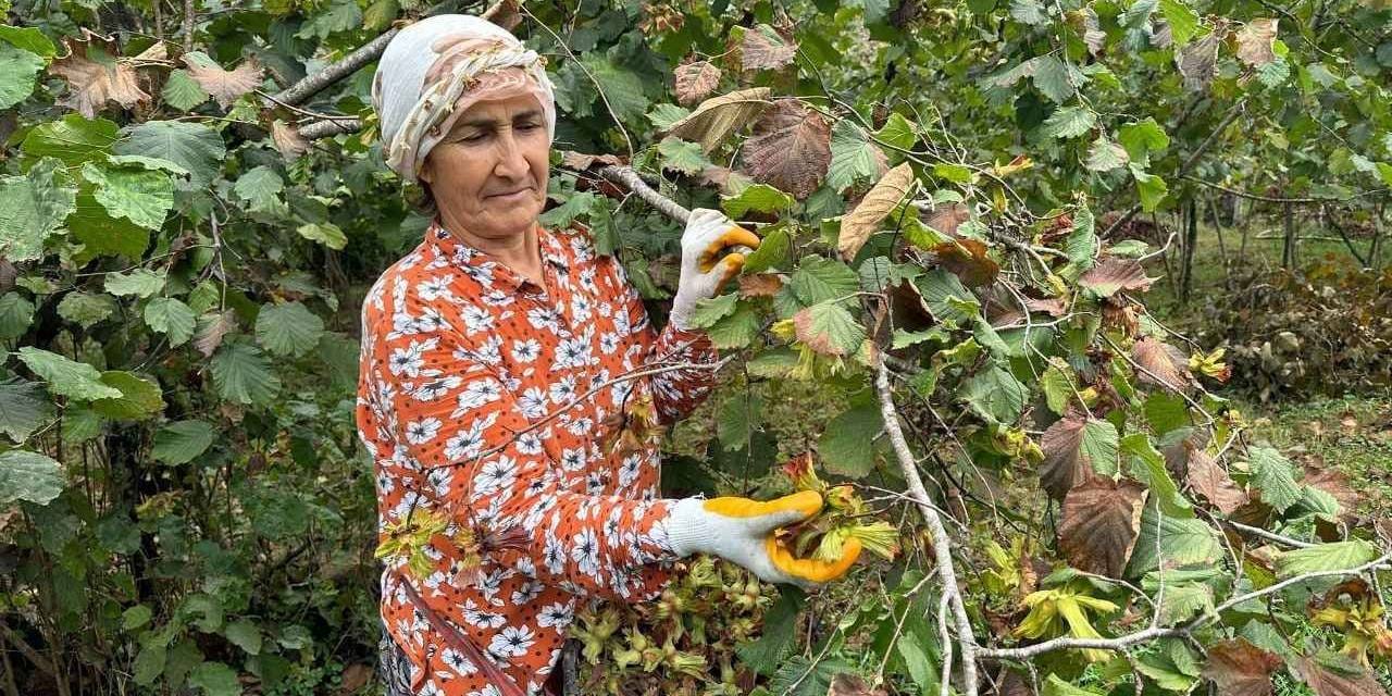Fındık toplama yevmiyesi belirlendi