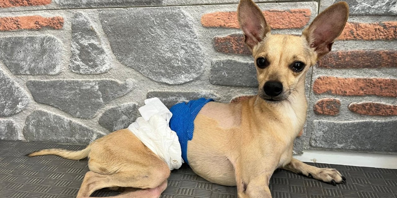 Nişanlı çift ayrılınca sakat köpekleri Lucy'i klinikte terk etti