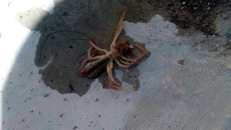 Kayseri'de 'et yiyen örümcek' paniği