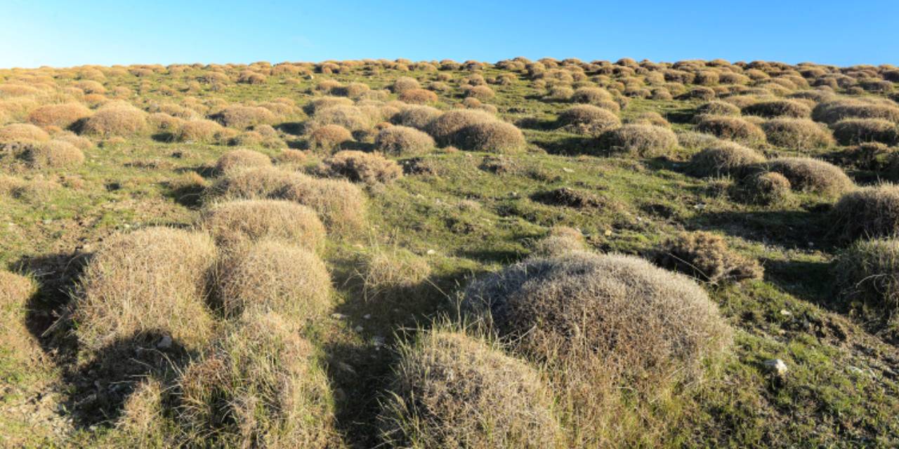 Kilolarcası alev alev yandı: Kökünün kilosu 10 bin liraya satılıyor