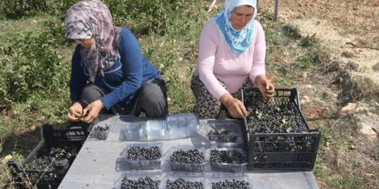 Bir dönüm ekiyorlar servet kazanıyorlar: Bakımı kolay, talep çok