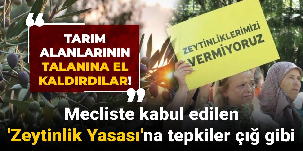 Mecliste kabul edilen 'Zeytinlik Yasası'na tepkiler çığ gibi: Tarım alanlarının talanına el kaldırdılar