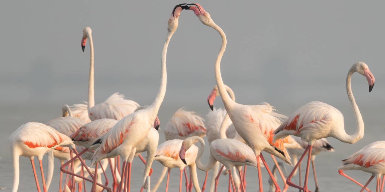 Adana'da renk cümbüşü: Göçmen flamingolar Akyatan'a indi!