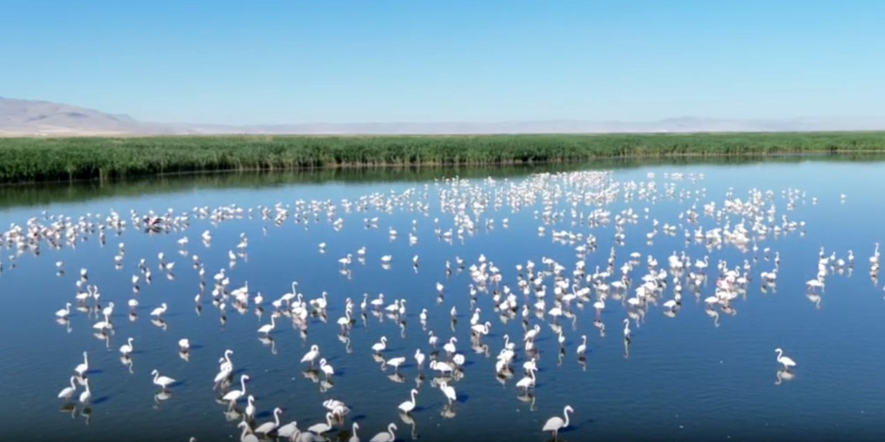 Allı turnaların sığınağı Eber Gölü kuraklık tehdidi altında
