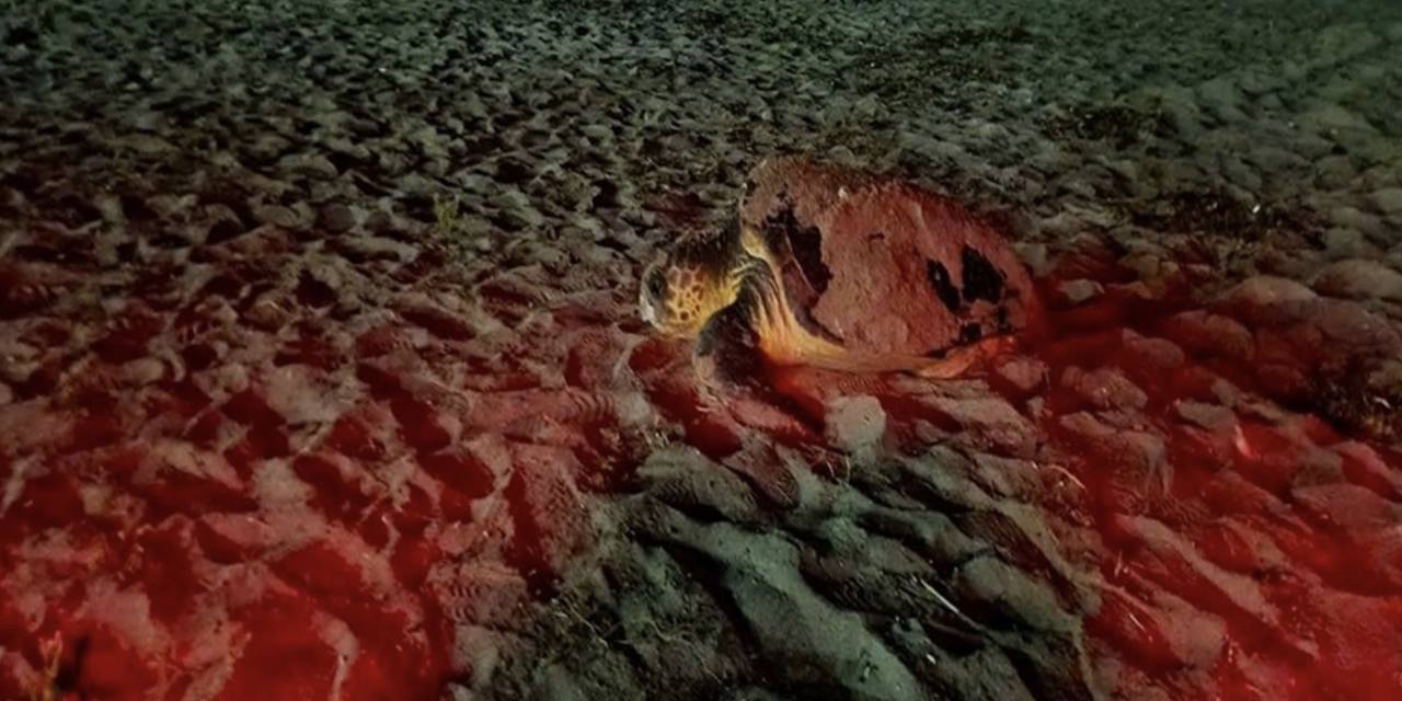 Didim'de caretta carettalar son yumurtalarını bırakmak için sahile çıkıyor