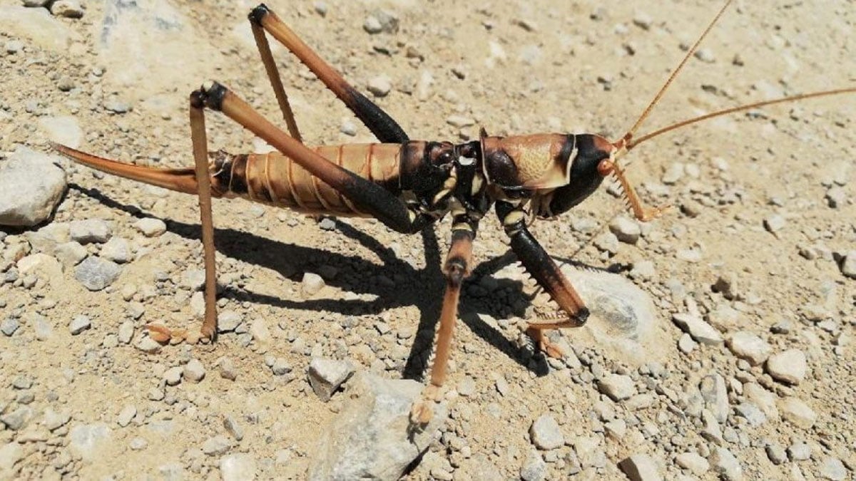 Hakkari'de etçil çekirgeye rastlandı