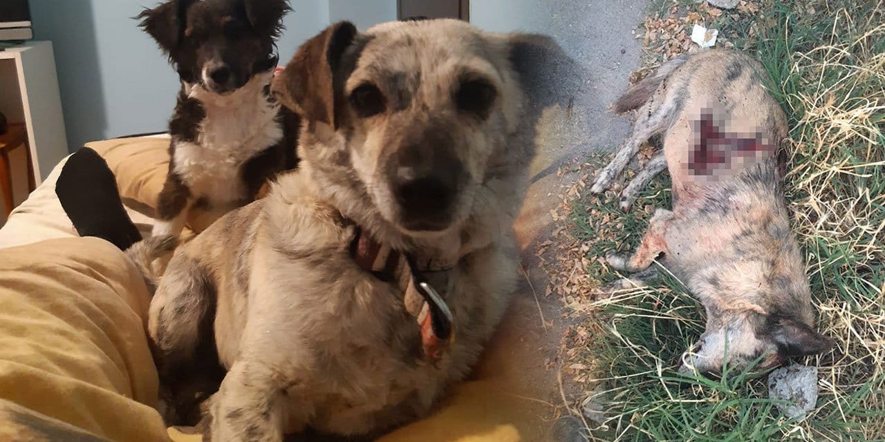 Sahipli köpeği öldüren sanığa 2,5 yıl hapis