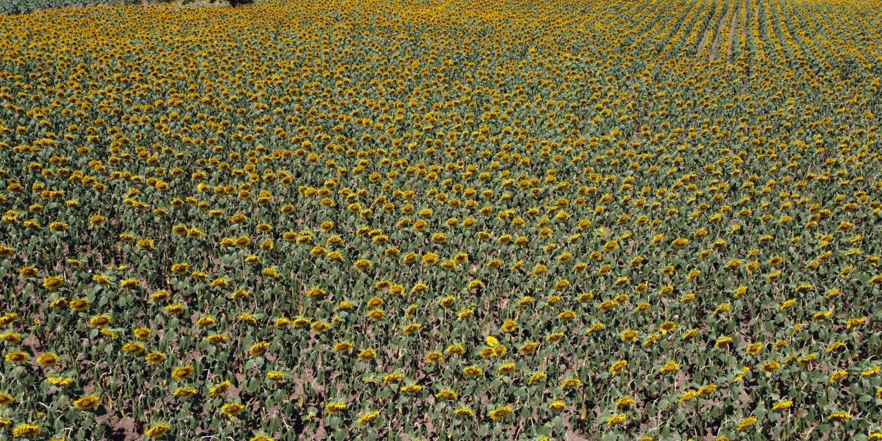 Türkiye'de ayçiçeği alarmı! Tarlalar kurudu hasat öne çekildi!